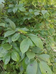 Maclura tricuspidata