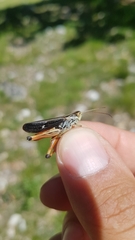 Stenobothrus rubicundulus