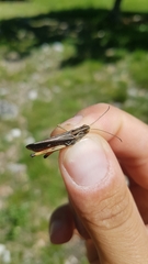 Stenobothrus rubicundulus