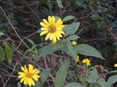 Tithonia longiradiata