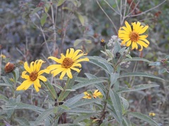 Tithonia longiradiata