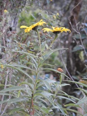 Tithonia longiradiata