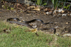 Oxyuranus scutellatus