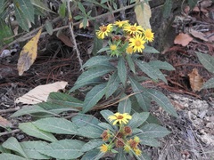 Verbesina hypargyrea