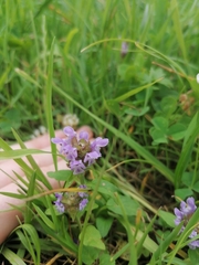 Prunella vulgaris