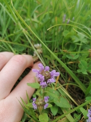 Prunella vulgaris