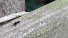 Lasius fuliginosus