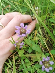 Prunella vulgaris