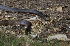 Oxyuranus scutellatus