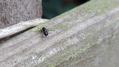 Lasius fuliginosus