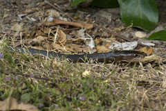 Oxyuranus scutellatus