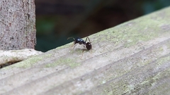 Lasius fuliginosus