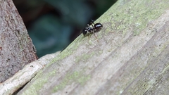 Lasius fuliginosus