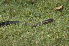 Oxyuranus scutellatus