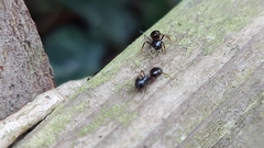 Lasius fuliginosus