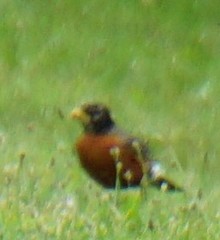Turdus migratorius