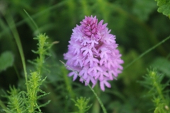Anacamptis pyramidalis