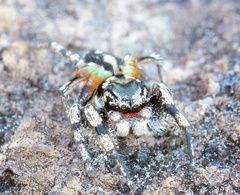 Habronattus sabulosus