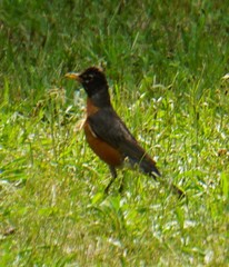 Turdus migratorius