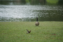 Branta canadensis