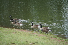 Branta canadensis