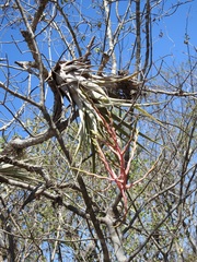 Tillandsia elusiva