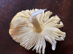 Amanita parcivolvata