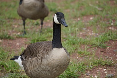 Branta canadensis