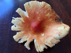 Amanita parcivolvata