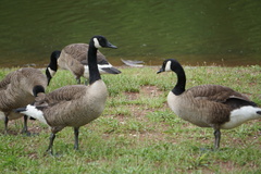 Branta canadensis