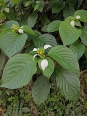 Mussaenda shikokiana
