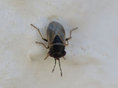 Geocoris megacephalus