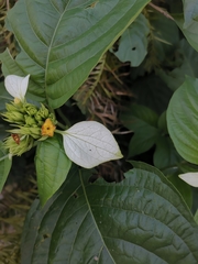 Mussaenda shikokiana