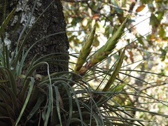Tillandsia flavobracteata