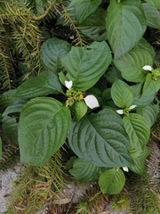 Mussaenda shikokiana