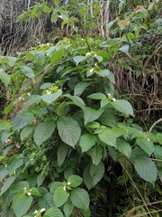 Mussaenda shikokiana