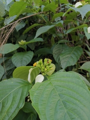 Mussaenda shikokiana