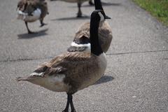 Branta canadensis