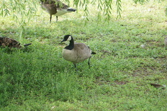 Branta canadensis