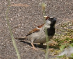 Passer domesticus
