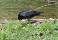 Corvus