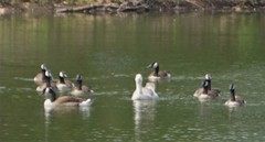 Anser anser domesticus