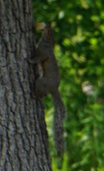 Sciurus carolinensis