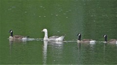 Anser anser domesticus