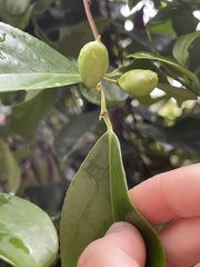 Celastrus monospermus