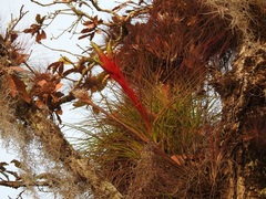 Tillandsia punctulata
