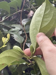 Celastrus monospermus