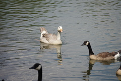 Anser anser domesticus