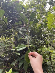 Celastrus monospermus