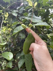 Celastrus monospermus